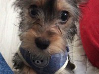 Eğitimli yorkshire terrier