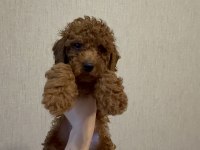 Kore Kan Poodle