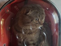 Scottish fold kedimizi sahiplendirme