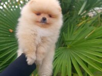 MUKEMMEL KALİTE TEDDY BEAR POMERANİAN BOO YAVRULAR