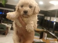 54 günlük dişi Poodle