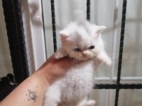 British shorthair 50 günlük yavrular