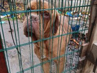 MESSİNİN KÖPEĞİ FRANSIZ MASTİFF