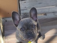 Blue brindle french bulldog