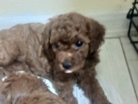Korekan toy poodle bebekler