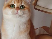 British shorthair golden full secereli Ny12 baba Cy12