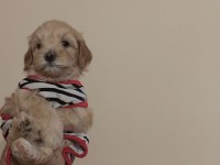 Son 2 maltipoo ev ortamı orjinal