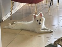 Dişi 1 yaşında sahiplendirilecek pomeranian