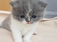 Muhteşem güzellikte scottish fold yavrularımız