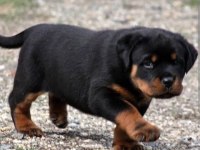 Macar rottweiler 2 aylık