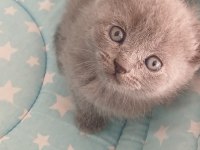 33 günlük british shorthair yavrularımız