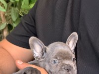 Mavi Gözlü Blue French Bulldog Bebekler