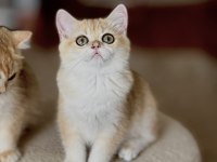 Safkan British Shorthair Golden dişi erkek