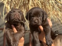 Labrador redriever sevimli yavrular ruhsatlı çiftlik 