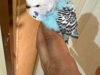 30 Günlük Kusursuz 3 Jumbo Erkek Bebek Muhabbet