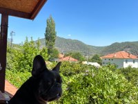 French buldog
