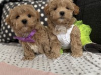 Teacup maltipoo tuvalet eğitimli