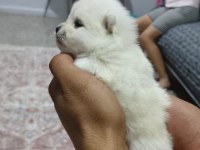 Pomeranian Boo Erkek Ve Dişi Yavrularımız