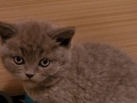 Top Kafa Ayıcık Surat British Shorthair