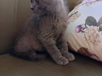 İki aylık erkek british shorthair