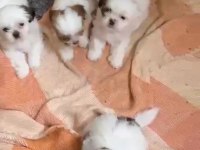 3 disi 1 erkek a kalite shihtzu