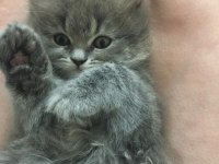 Pamuk british longhair kızım