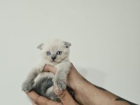 Blue Point Kırık Kulak Yavru Scottish Fold