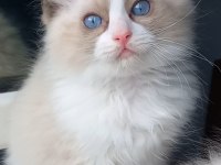 Safkan Ragdoll Son Yavru Kedimiz