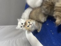 Şecereli golden dişi yavru british longhair