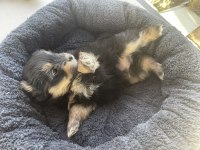 Veteriner hekimden 45 günlük pomeranian boo
