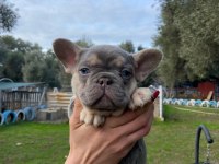 Muhteşem French Bulldog Yavrularımız
