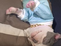Ankara pursaklar french bulldog