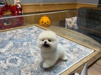 ORJİNAL IRK VE SAĞLIK GARANTİLİ KÖPEKLERİMİZ