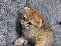 Oyuncu scottish fold karamel için yuva arıyoruz