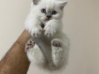 Teslime hazır british longhair pamuk yumağı minnoş