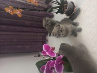 Orjinal scottish fold yavru isteyenler son kalan yavrular