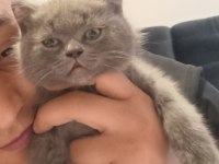 British shorthair 3 aylık