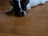 Fransız bulldog köpeği