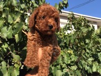 Toy poodle kore kan