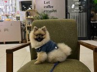 Pomeranian boo 9 aylık