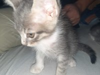 2 erkek 1 kız tekir kedi