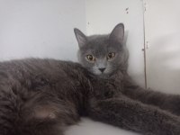 Dişi ve erkek british shorthair