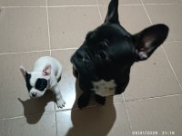 Erkek french bulldog bebekler sahiplerini bekliyor 1.5 aylık