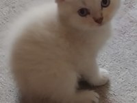 Mavi gözlü scottish fold yavrularımız