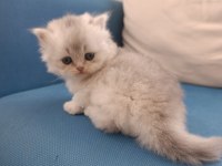 Silver british longhair şekerler