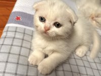 Scottish fold longhair