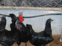AYEM CEMANİ KULUÇKALIK YUMURTA & CİVCİV