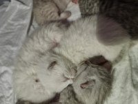 British shorthair yavrular
