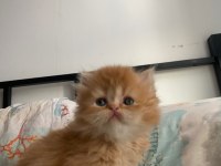 Güzeller güzeli gold british longhair yavru
