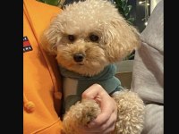 Yetişkin toy Poodle Dişi